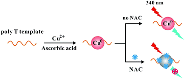 Graphical abstract: Poly(thymine)-templated fluorescent copper nanoparticles for label-free detection of N-acetylcysteine in pharmaceutical samples