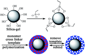 Graphical abstract: Separation of the alkaloids in Sophora flavescens Aiton by using a molecular imprinted polymer on a silica-gel surface