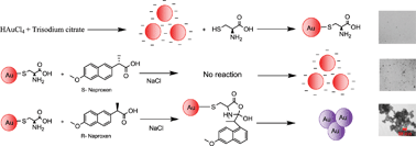 Graphical abstract: Gold nanoparticles biofunctionalized (grafted) with chiral amino acids: a practical approach to determining the enantiomeric percentage of racemic mixtures