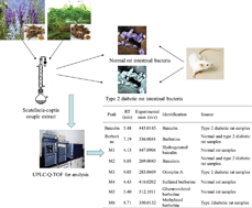 Graphical abstract: UPLC-MS based metabolite profiles of two major bioactive components in herb pair scutellaria–coptis metabolized by intestinal bacteria derived from healthy rats and rats with type 2 diabetes