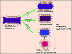 Graphical abstract: Etching-based transformation of dumbbell-shaped gold nanorods facilitated by hexavalent chromium and their possible application as a plasmonic sensor