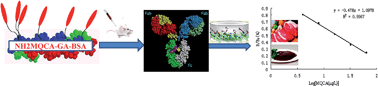 Graphical abstract: A novel hapten and monoclonal-based enzyme-linked immunosorbent assay for 3-methyl-quinoxaline-2-carboxylic acid in edible animal tissues