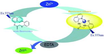 Graphical abstract: A highly selective “turn-on” fluorescent chemosensor based on 8-aminoquinoline for detection of Zn2+