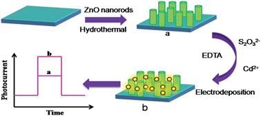 Graphical abstract: Photoelectrochemical detection of Cd2+ based on in situ electrodeposition of CdS on ZnO nanorods