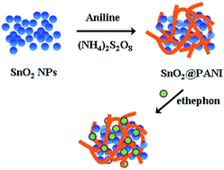 Graphical abstract: Electrochemical sensor based on a polyaniline-modified SnO2 nanocomposite for detecting ethephon