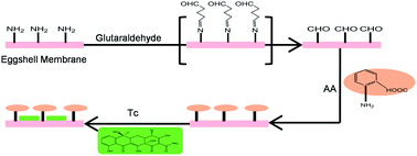 Graphical abstract: A tetracycline-selective fluorescent biosensor using anthranilic acid immobilized on a glutaraldehyde-coated eggshell membrane