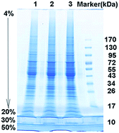 Graphical abstract: Development and application of wide-range gradient gel electrophoresis to proteome analysis