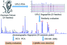 Graphical abstract: Fingerprint analysis of Oxytropis falcate using ultra-performance liquid chromatography–electrospray ionization tandem mass spectrometry (UPLC-ESI-MS)