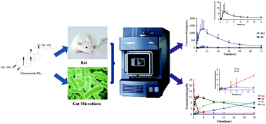 Graphical abstract: Gut microbiota-mediated deglycosylation of ginsenoside Rb1 in rats: in vitro and in vivo insights from quantitative ultra-performance liquid chromatography-mass spectrometry analysis