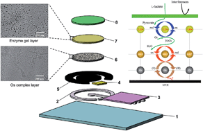 Graphical abstract: Os-complex-based amperometric bienzyme biosensor for continuous determination of lactate in saliva