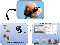 Graphical abstract: A novel strategy for the classification of naturally colored cotton fibers based on digital imaging and pattern recognition techniques