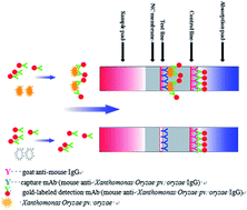 Graphical abstract: Development of sandwich ELISA and immunochromatographic strip methods for the detection of Xanthomonas oryzae pv. oryzae