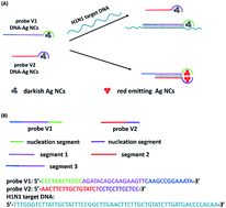 Graphical abstract: Label-free DNA detection based on a DNA–silver nanocluster pair