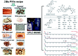 Graphical abstract: Simultaneous determination of eight ginsenosides in Zibu Piyin Recipe using ultra-performance liquid chromatography coupled with triple-quadrupole mass spectrometry (UPLC-MS/MS)