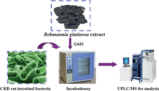 Graphical abstract: Metabolites of Rehmannia glutinosa Libosch extract by intestinal bacteria from normal and chronic kidney disease rats in vitro