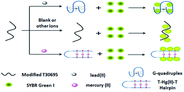 Graphical abstract: A label-free fluorescent sensor for the detection of Pb2+ and Hg2+