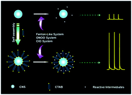 Graphical abstract: Micelle modified-carbon nanosphere enhanced chemiluminescence from reactive oxygen species for the detection of hydrogen peroxide