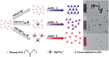 Graphical abstract: A colorimetric approach for measuring mercuric ions with high selectivity using label-free gold nanoparticles and thiourea