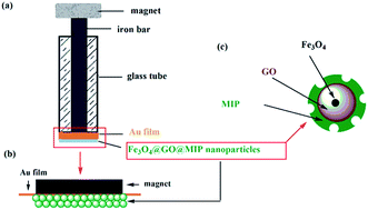 Graphical abstract: An electrochemical sensor based on iron(ii,iii)@graphene oxide@molecularly imprinted polymer nanoparticles for interleukin-8 detection in saliva