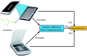 Graphical abstract: Determination and analytical validation of creatinine content in serum using image analysis by multivariate transfer calibration procedures