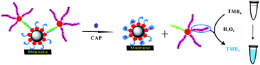 Graphical abstract: A sensitive colorimetric aptasensor for chloramphenicol detection in fish and pork based on the amplification of a nano-peroxidase-polymer