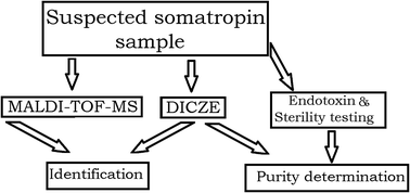 Graphical abstract: A protocol for the quality assessment of illegally distributed human growth hormones with respect to identity, purity, endotoxin level and microorganism content