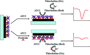 Graphical abstract: An acetylcholinesterase inhibition biosensor based on a reduced graphene oxide/silver nanocluster/chitosan nanocomposite for detection of organophosphorus pesticides