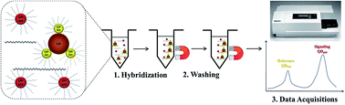 Graphical abstract: Quantification of Salmonella Typhimurium in liquid food using NanoGene assay