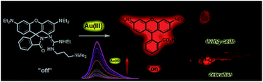 Graphical abstract: A guanidinium modified rhodamine-based fluorescent probe for in vitro/vivo imaging of gold ions