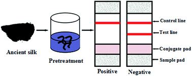Graphical abstract: Development of a gold-based immunochromatographic strip assay for the detection of ancient silk
