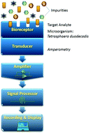 Graphical abstract: An amperometric microbial biosensor for the determination of vitamin B12