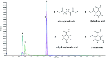 Graphical abstract: Simultaneous determination of urinary quinolinate, gentisate, 4-hydroxybenzoate, and α-ketoglutarate by high-performance liquid chromatography-tandem mass spectrometry