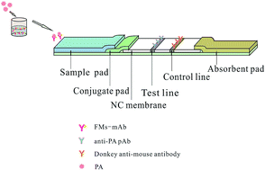 Graphical abstract: A fluorescence immunochromatographic assay for rapid and sensitive detection of human prealbumin in serum