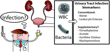 Graphical abstract: Biomarkers of urinary tract infections: state of the art, and promising applications for rapid strip-based chemical sensors