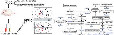 Graphical abstract: The metabonomic study of Shaoyao-Gancao decoction in a rat model of acute bronchial asthma by 1H NMR