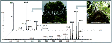 Graphical abstract: Wood chemotaxonomy via ESI-MS profiles of phytochemical markers: the challenging case of African versus Brazilian mahogany woods