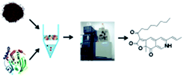 Graphical abstract: Application of the ultrafiltration-based LC-MS approach for screening PTP1B inhibitors from Chinese red yeast rice