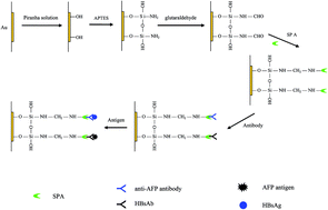 Graphical abstract: Practical detection for simultaneous analysis of multiple antigens with Staphylococcal protein A as an intermediate