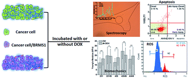 Graphical abstract: In vitro biophysical, microspectroscopic and cytotoxic evaluation of metastatic and non-metastatic cancer cells in responses to anti-cancer drug