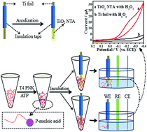 Graphical abstract: A simple label-free electrochemical method for the detection of polynucleotide kinase activity by a peroxidase mimic: TiO2 nanotube array