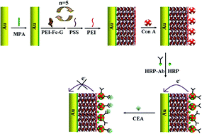 Graphical abstract: A reagentless electrochemical immunosensor based on probe immobilization and the layer-by-layer assembly technique for sensitive detection of tumor markers