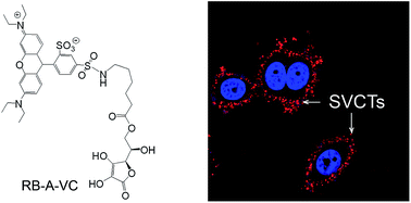 Graphical abstract: A fluorophore-conjugated ascorbic acid functions for the visualization of sodium vitamin C transporters in living cells