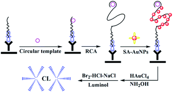 Graphical abstract: An aptamer-based chemiluminescence method for ultrasensitive detection of platelet-derived growth factor by cascade amplification combining rolling circle amplification with hydroxylamine-enlarged gold nanoparticles