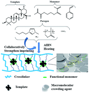 Graphical abstract: Molecularly imprinted polymers prepared using a porogenic solvent of an ionic liquid and a macromolecular crowding agent and their application in purification of oleanic acid