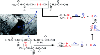 Graphical abstract: Application of electron paramagnetic resonance spectroscopy, Fourier transform infrared spectroscopy-attenuated total reflectance and scanning electron microscopy to the study of the photo-oxidation of wool fiber