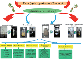 Graphical abstract: Supercritical carbon dioxide extraction of essential oils from leaves of Eucalyptus globulus L., their analysis and application