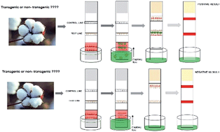 Graphical abstract: A novel immunochromatographic strip test for rapid detection of Cry1Ac and Cry8Ka5 proteins in genetically modified crops