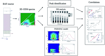 Graphical abstract: New insight into DOC and DON in a drinking water biological aerated filter (BAF) by multimethod and correlation analysis of 3D-EEM