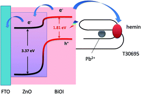 Graphical abstract: A hemin binding G-quadruplex/Pb2+ complex to construct a visible light activated photoelectrochemical sensor on a ZnO/BiOI heterostructure