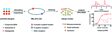 Graphical abstract: A sensitive HPLC-ECD method for detecting serotonin released by RBL-2H3 cells stimulated by potential allergens